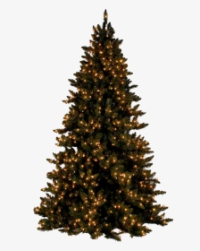 Tree For Photoshop Png, Transparent Png, Free Download