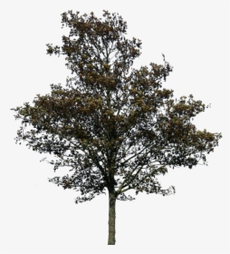 Transparent Png Trees For Photoshop, Png Download, Free Download