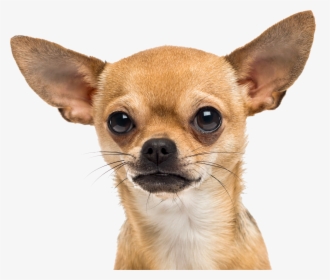 Small Dog Png, Transparent Png, Free Download