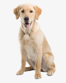 Free Png Dog Png Images Transparent, Png Download, Free Download