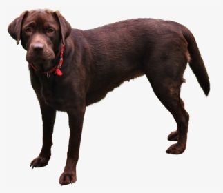 Dog Image Transparent Png, Png Download, Free Download