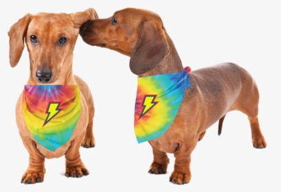 Thunderpets Pet Bandana For Your Dog Or Cat To Sport, HD Png Download, Free Download