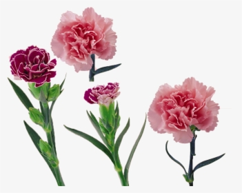 Royalty Free Library Carnation Vector Flower, HD Png Download, Free Download