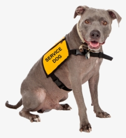 We Work With Any Dog, Any Age To Help Them Become An, HD Png Download, Free Download