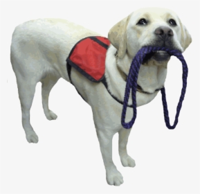 Service Dog Png, Transparent Png, Free Download