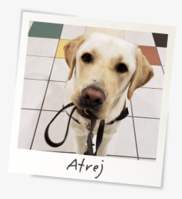 Service Dog Png, Transparent Png, Free Download