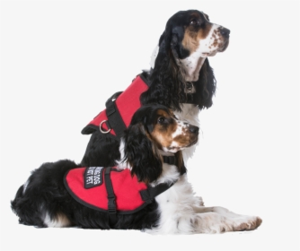 Service Dogs, HD Png Download, Free Download