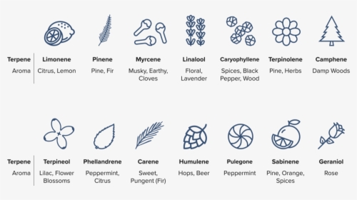 Types Of Odor-causing Terpenes In Cannabis, HD Png Download, Free Download