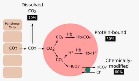 Carbon Dioxide Png, Transparent Png, Free Download