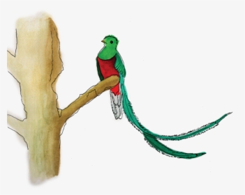 Quetzal Png, Transparent Png, Free Download