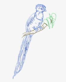 Quetzal Png, Transparent Png, Free Download