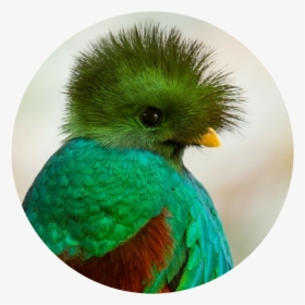 Quetzal Png, Transparent Png, Free Download