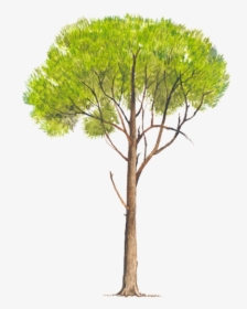 Pinos Png, Transparent Png, Free Download