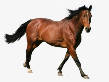 Vector Horse, HD Png Download, Free Download
