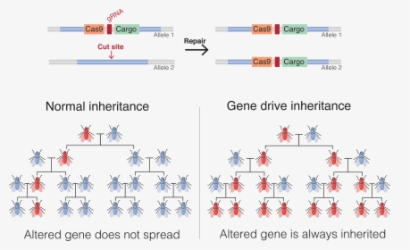Gene Drive, HD Png Download, Free Download