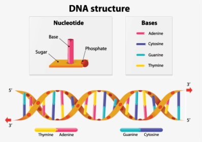 A Diagram Showing The Structure Of Dna, HD Png Download, Free Download