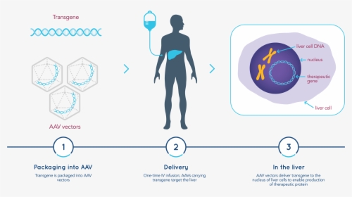 Genes Png, Transparent Png, Free Download