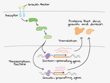 Growth Factors Bind To Their Receptors On The Cell, HD Png Download, Free Download
