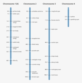 Genes Png, Transparent Png, Free Download