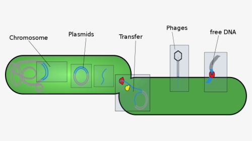 Genes Png, Transparent Png, Free Download