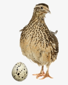 Common Quail , Png Download, Transparent Png, Free Download