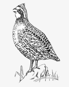 Quail 2, HD Png Download, Free Download