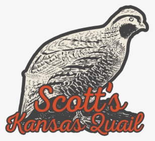 Scott"s Kansas Quail, Local Quail And Quail Eggs Farmer, HD Png Download, Free Download