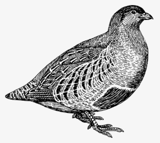 Quail Clipart Quial, HD Png Download, Free Download