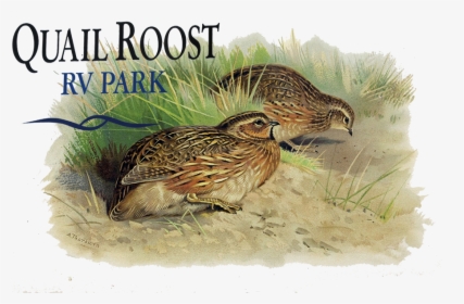 Quail Roost Rv Park, HD Png Download, Free Download