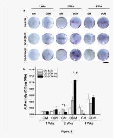 Alp Staining And Quantification On Gm Ecm, Od Ecm, HD Png Download, Free Download