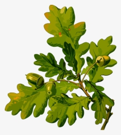 English Oak, HD Png Download, Free Download