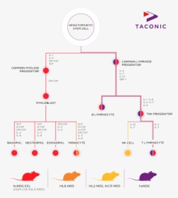 Taconic Biosciences Hematopoiesis Infographic, HD Png Download, Free Download