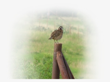 Bob Quail Bird Sitting On A Fence Park Cities Quail, HD Png Download, Free Download