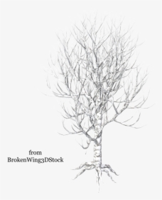 Transparent Winter Tree Png, Png Download, Free Download