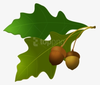 Oak Tree And Acorn Clipart, HD Png Download, Free Download