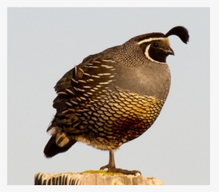 Quail Png, Transparent Png, Free Download