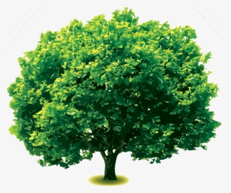 Oak Png, Transparent Png, Free Download