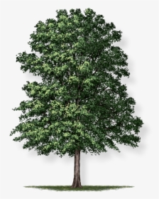 Oak Png, Transparent Png, Free Download