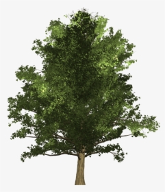 Oak , Png Download, Transparent Png, Free Download