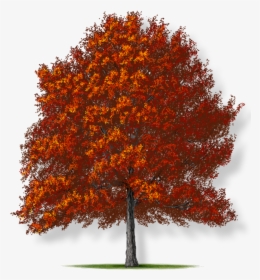 Oak Png, Transparent Png, Free Download