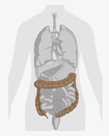 Colon Png, Transparent Png, Free Download