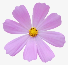 Pink Cosmos Flower, HD Png Download, Free Download