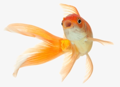 #pez #fish #orange, HD Png Download, Free Download