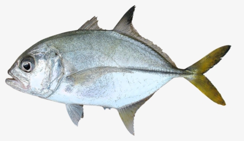 Caranx Latus, HD Png Download, Free Download