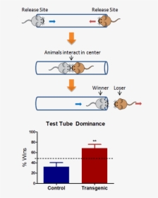 Test Tubes Png, Transparent Png, Free Download