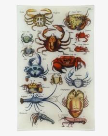 Crabs Png, Transparent Png, Free Download