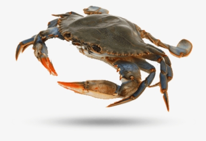 Blue Crab, HD Png Download, Free Download