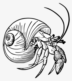 Graphic Black And White Stock Drawing Crabs Hermit, HD Png Download, Free Download