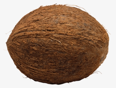 Coconut Single, HD Png Download, Free Download