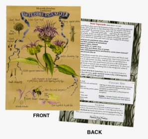 Plant Identification/recipe Note Card , Png Download, Transparent Png, Free Download